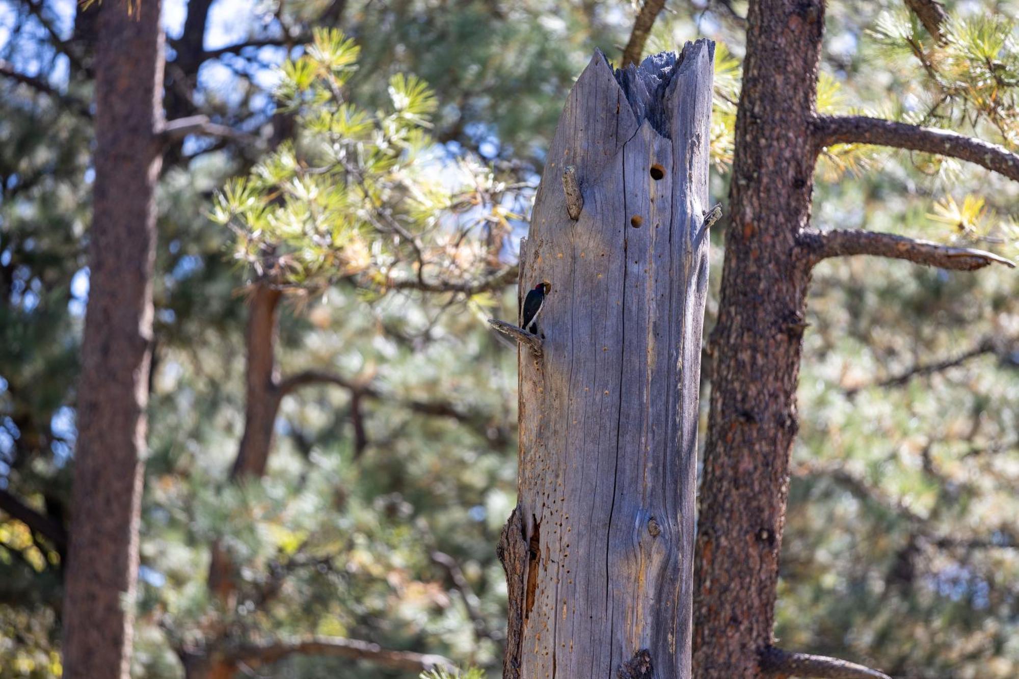 Ruidoso Lodge Cabin # 9 Exteriör bild